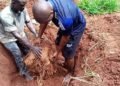 Rev. Fr. Okoye Harvest New Yam In April Again