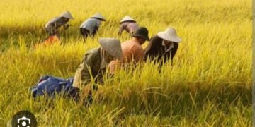 IT IS HARVESTING TIME