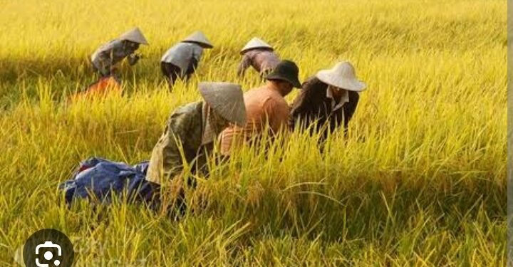 IT IS HARVESTING TIME